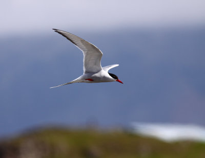Arctic Tern 2.jpg