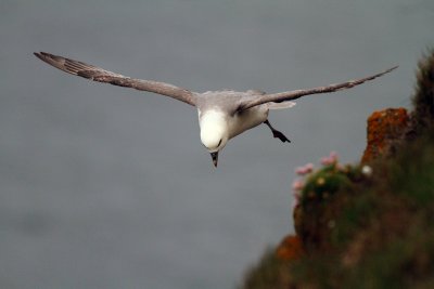 Northern Fulmar.jpg