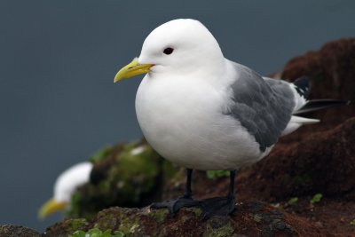 Kittiwake 1.jpg