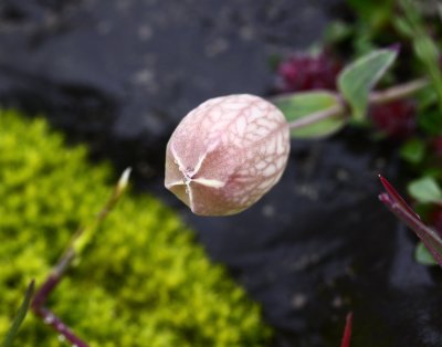 Icelandic Macros 2.jpg