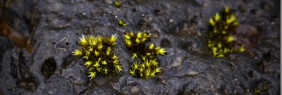 Moss 1.jpg