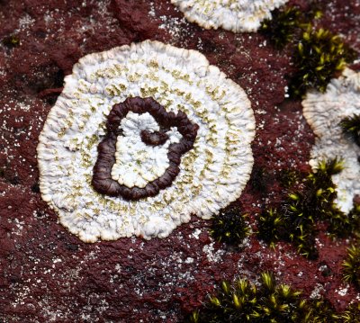 Lichen 1.jpg
