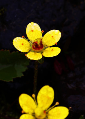 Macro 4.jpg