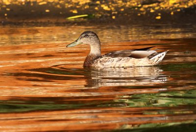 The Best Female Mallard.jpg