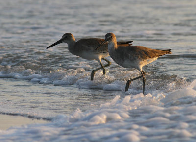 Willets Two.jpg