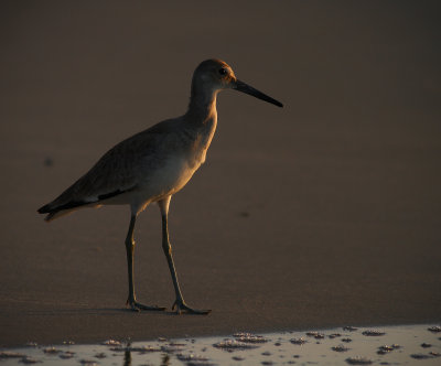 Sunrise Willet.jpg