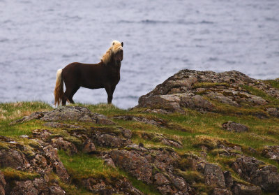 Icelandic Horse 3.jpg