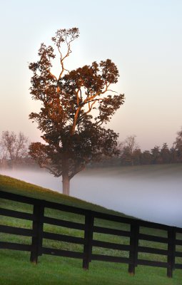 Morning Fog 1.jpg