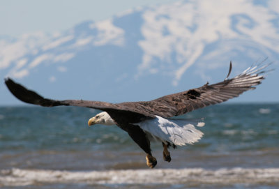 Bald Eagle Flight 1.jpg