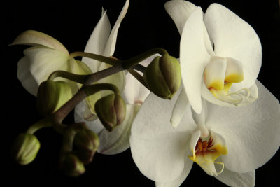 Orchid Buds and Flowers.jpg