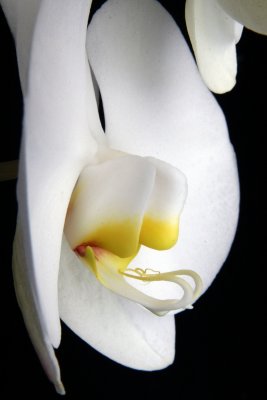 Orchid Profile.jpg