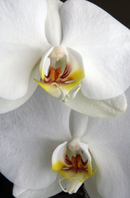 Pair of Orchids.jpg