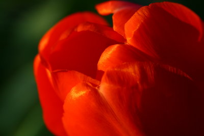Tulip, Red Kiss.JPG