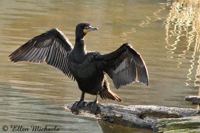 Double-crested Cormorant