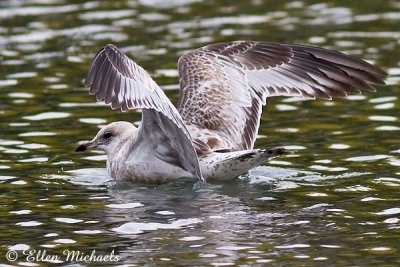 Ring-billed Gull