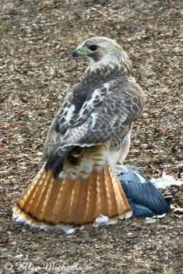 Red-tailed Hawk (Pale Male)