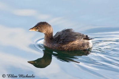 Pied-billed Grebe