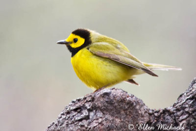 Hooded Warbler (male)