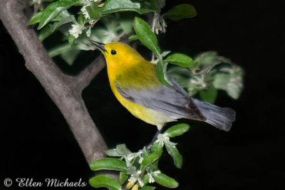 Prothonotary Warbler