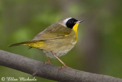 Common Yellowthroat Warbler