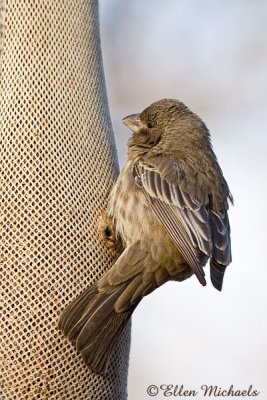 House Finch