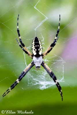 Black and Yellow Argiope