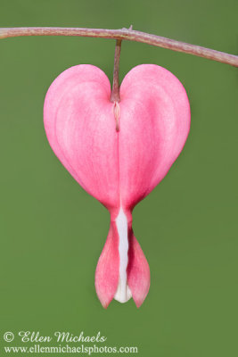 Bleeding Heart Flower