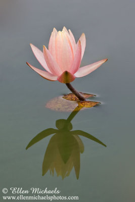 Water Lily