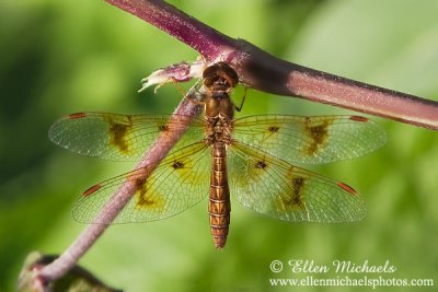 Eastern Amberwing Dragonfly (female)