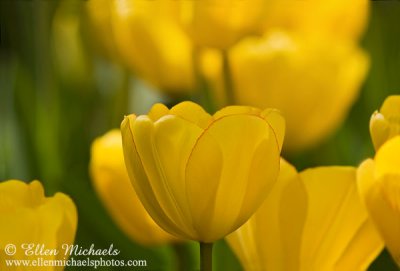 Yellow Tulip