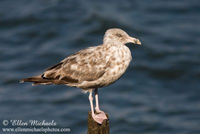 Herring Gull (immature)