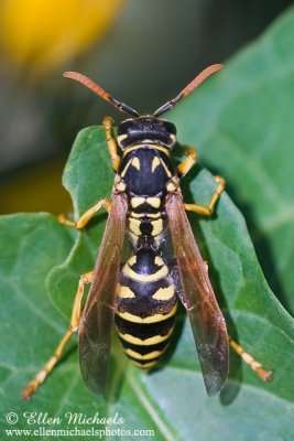 European Paper Wasp