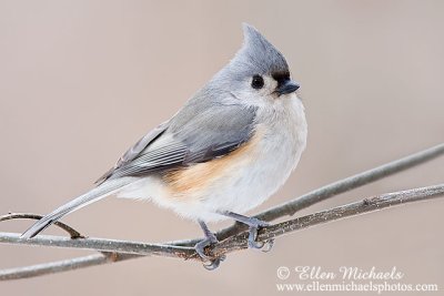 Tufted Titmouse