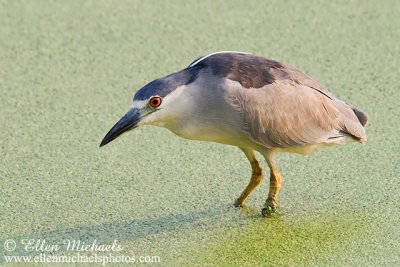 Black-crowned Night-Heron