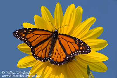 Monarch Butterfly on Sunflower