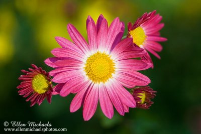 Chrysanthemum