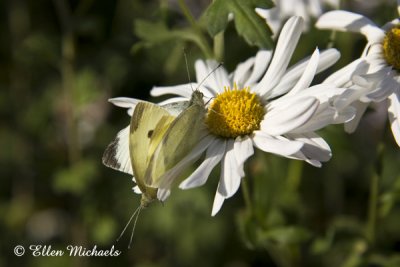 Cabbage White Butterflies Mating