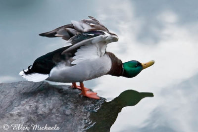  Mallard Duck