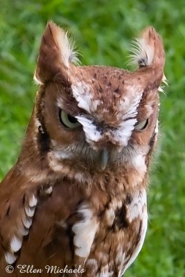 Eastern Screech-Owl (captive)
