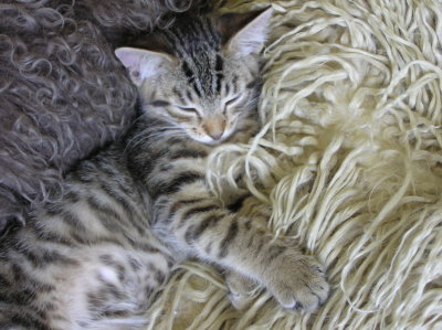 kittens 023.jpg