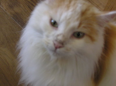 cats