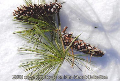 Snow  Shadows in the Pines.jpg