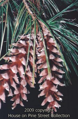 Jewel of the Pines.jpg