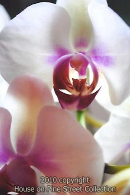 Orchids