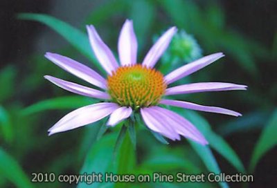 Cottage Garden Splendor.jpg