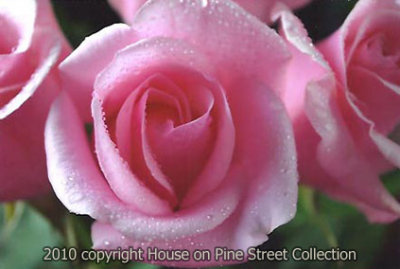 g1/52/946452/3/126774256.KK2epyJ8.jpg