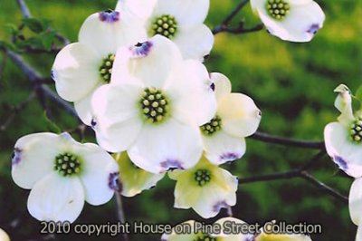 Eternal Remembrance - Dogwood.jpg
