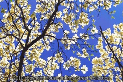 Springscape.jpg