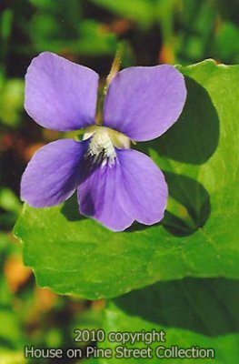 Mayflower Violet.jpg