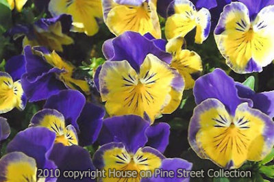 Pansy Parade.jpg